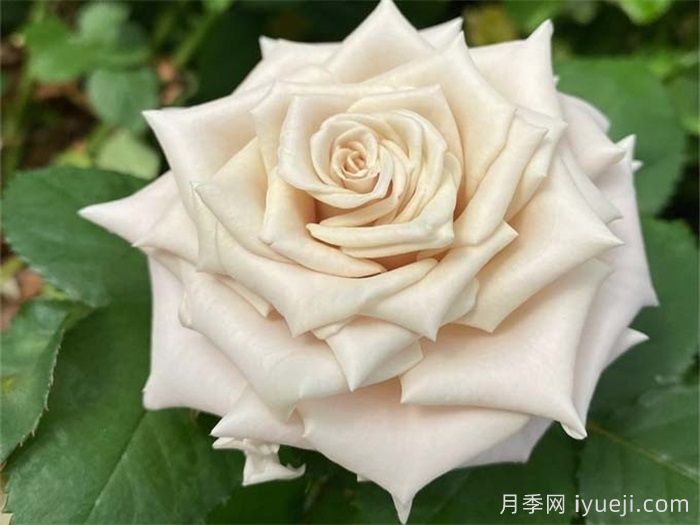 曼塔月季，神秘与优雅并存的玫瑰(图2)