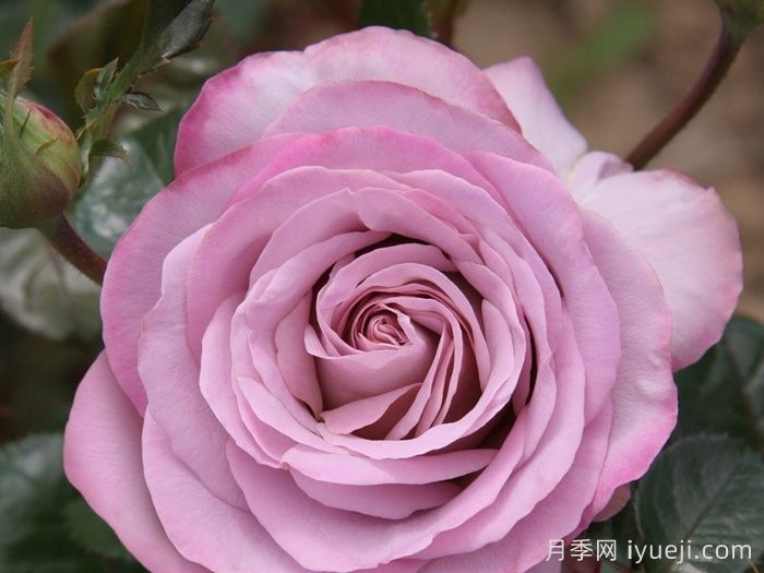 青衣月季/蓝色少女月季(图2)