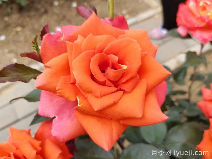 莫妮卡月季/摩尼卡月季Monica(图1)