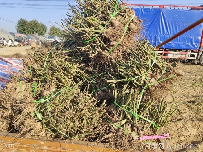 月季裸根苗什么时候移栽合适？南阳月季告诉你(图3)