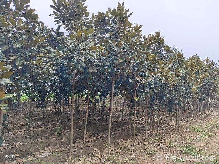 广玉兰倒伏原因及应对措施(图1) 广玉兰倒伏原因及应对措施(图1)