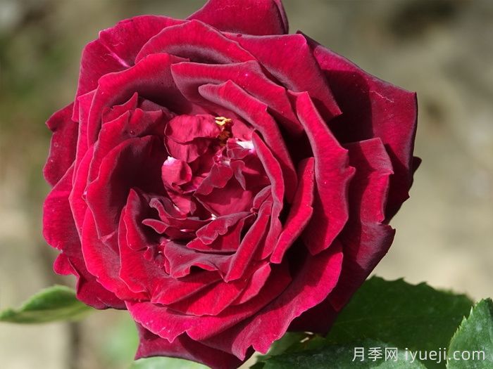 月季名人殿堂：世界上最受欢迎的19款月季品种(图6)