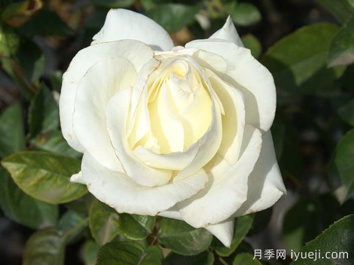 月季名人殿堂：世界上最受欢迎的19款月季品种(图7)