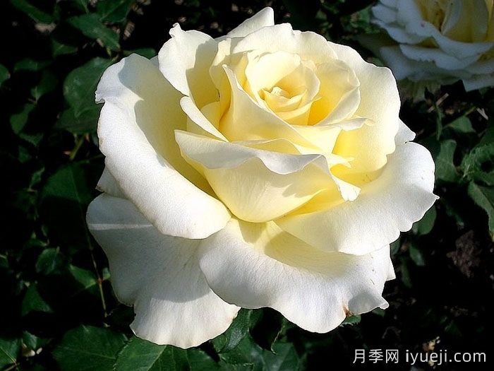 月季名人殿堂：世界上最受欢迎的19款月季品种(图13)