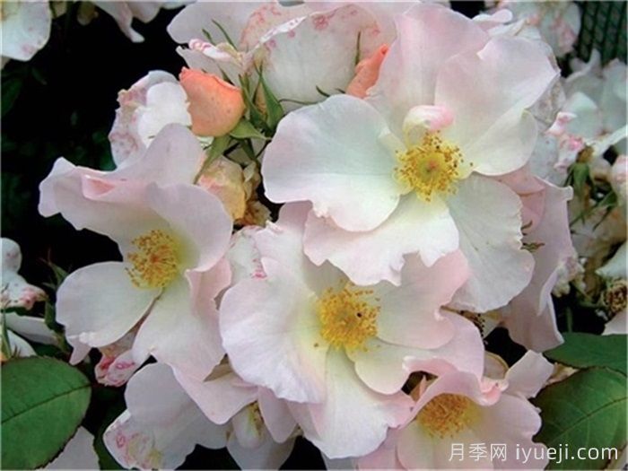 月季名人殿堂：世界上最受欢迎的19款月季品种(图15)