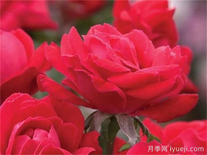 月季名人殿堂：世界上最受欢迎的19款月季品种(图17)
