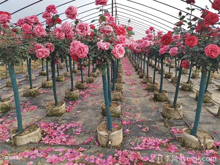 绿化苗木行业的主流树种有哪些？月季树受欢迎(图2)