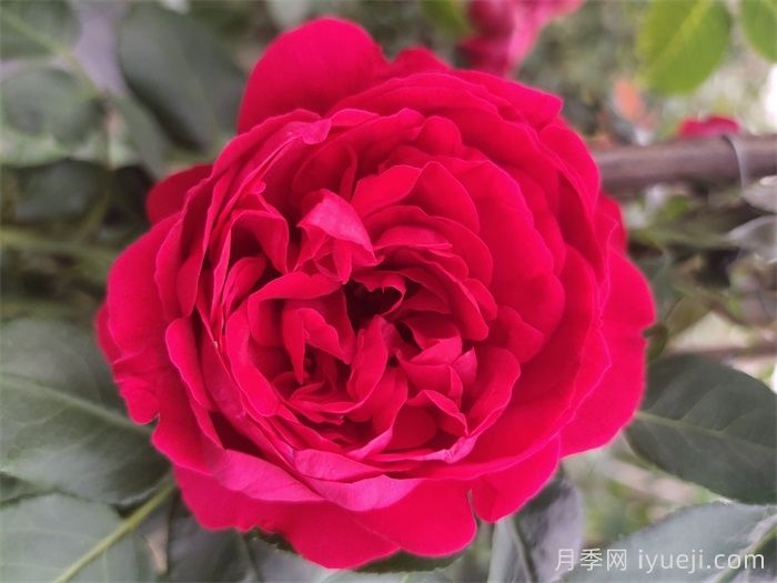 2026年超级受欢迎的6款藤本月季品种(图3)