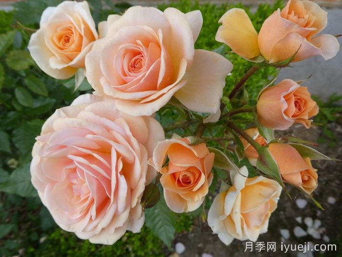 甜蜜月季/甜蜜蜜月季(图2) 甜蜜月季/甜蜜蜜月季Sweet Honey(图2)