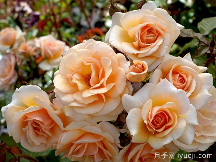 甜蜜月季/甜蜜蜜月季(图1) 甜蜜月季/甜蜜蜜月季Sweet Honey(图1)