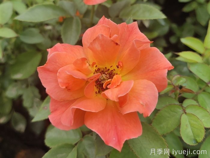 常见的月季发病症状有哪些？(图1)