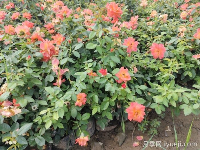 叶面肥的种类(图1)