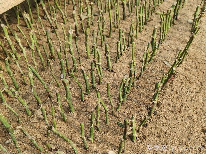 冬季剪下的月季枝条如何保鲜?(图1) 冬季剪下的月季枝条如何保鲜?(图1)