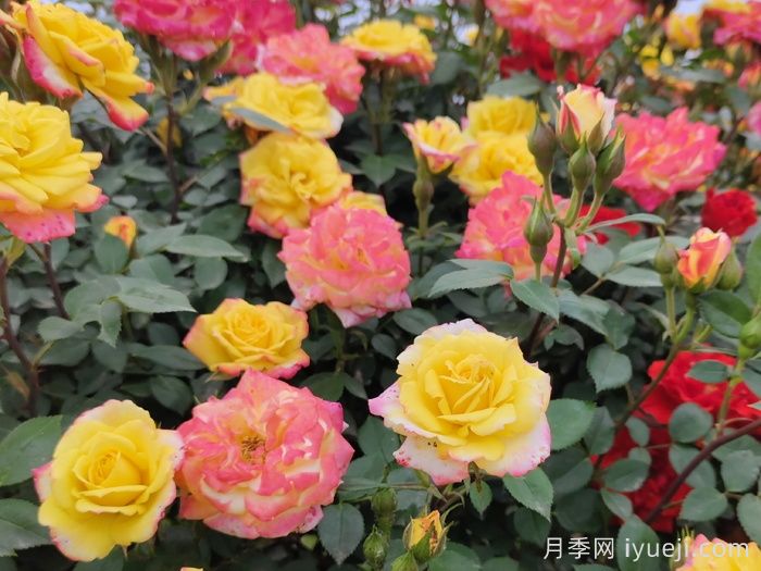 月季花的养殖方法和注意事项总结(图2)