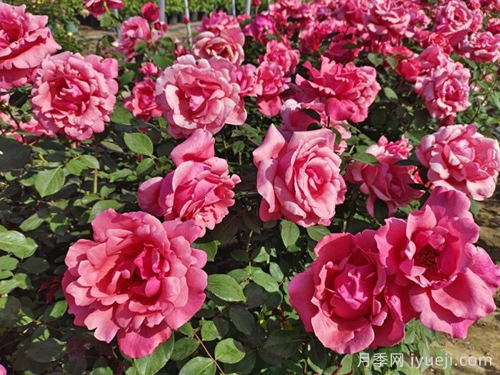 粉扇月季，经典粉色大花月季(图1)