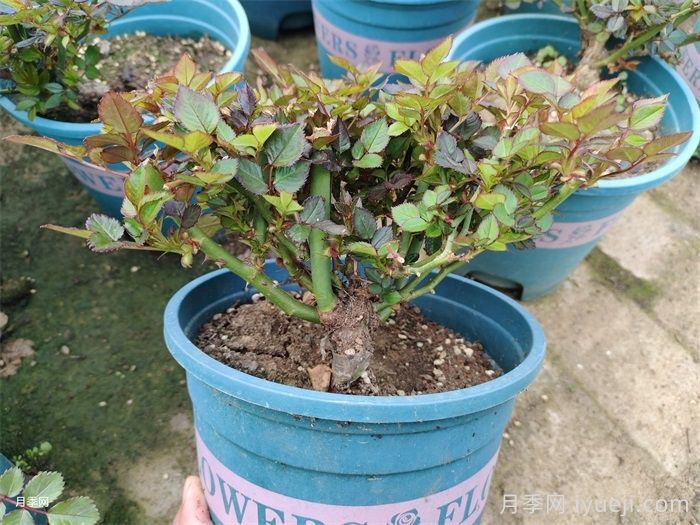 月季修剪的小技巧分享，如何控制花期？(图1)