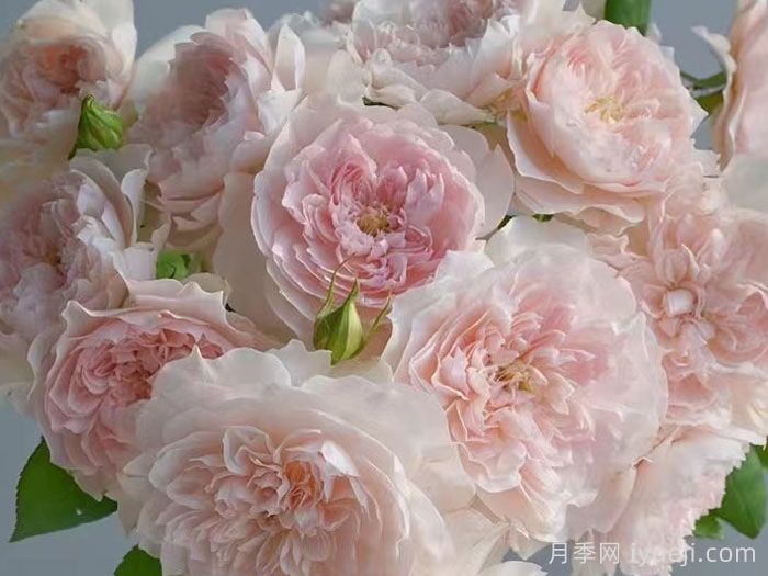 家书月季/翻译家月季(图2)