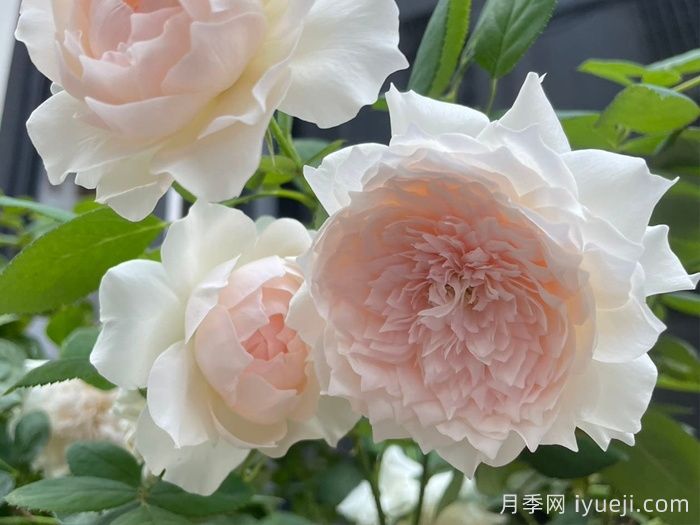 家书月季/翻译家月季(图3)