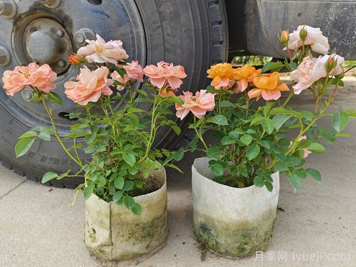 月季复壮很简单,做好3件事新枝粗壮开花多(图1) 月季复壮很简单,做好3件事新枝粗壮开花多(图1)