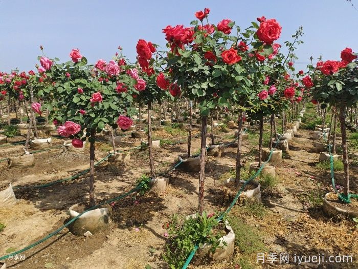月季复壮很简单,做好3件事新枝粗壮开花多(图3) 月季复壮很简单,做好3件事新枝粗壮开花多(图3)