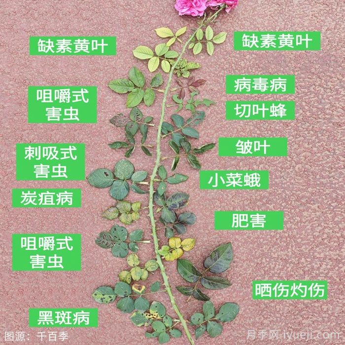 10种月季常见病虫害识别及用药(图4)