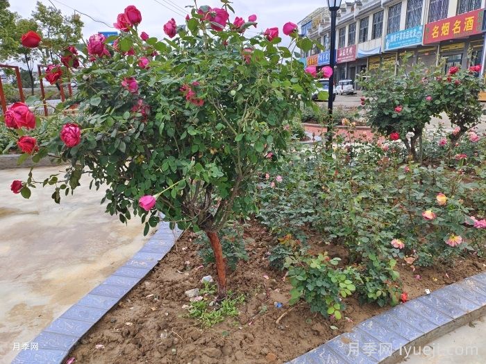 八月月季花卉养护，园丁的打理事宜(图2)