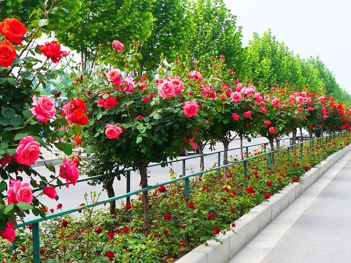为什么市政绿化要选择种植树状月季呢？(图1)