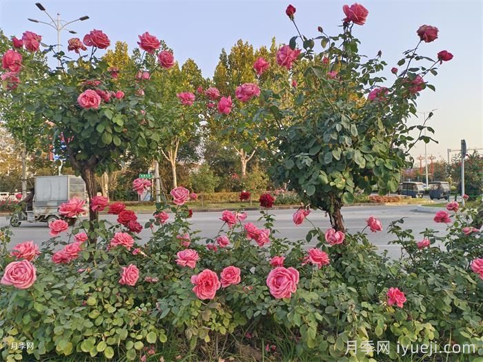 为什么市政绿化要选择种植树状月季呢？(图2)