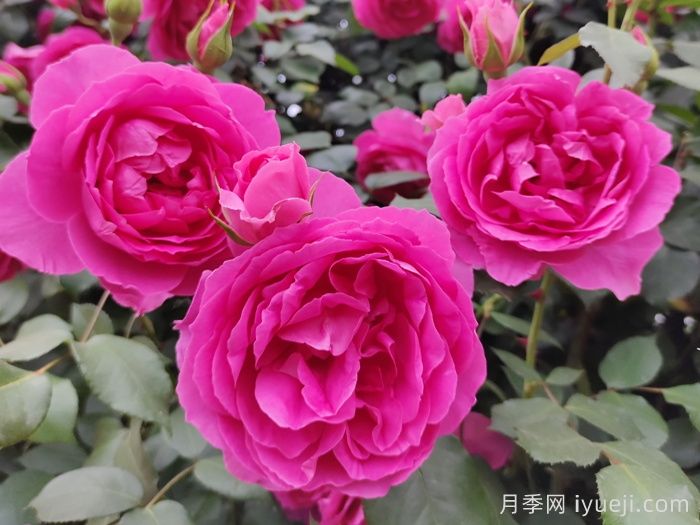 藤本月季有哪些好品种?(图1) 藤本月季有哪些好品种?(图1)