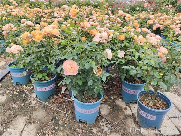 家庭盆栽月季怎么浇水呢？(图1)