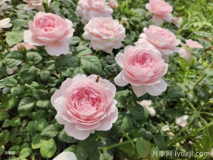 推荐8种灌木月季品种，经典惊艳花量丰富(图6)