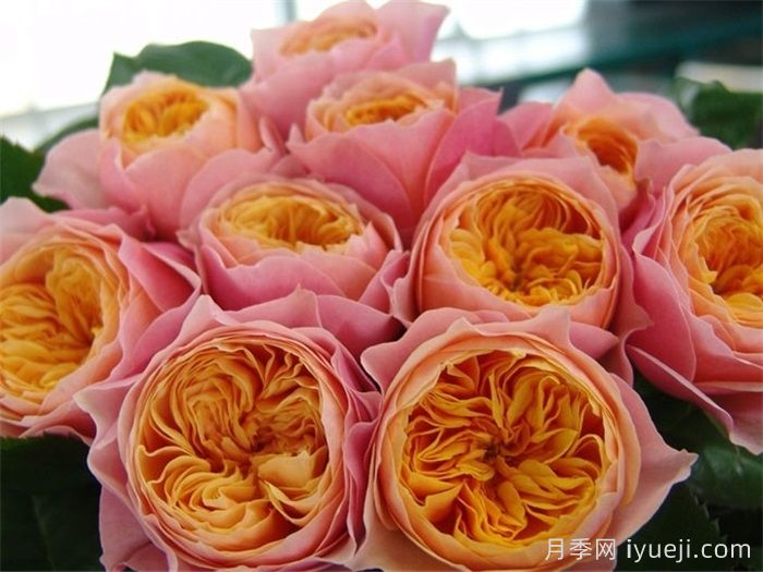 月季网：十大橙色月季品种推荐(图7)