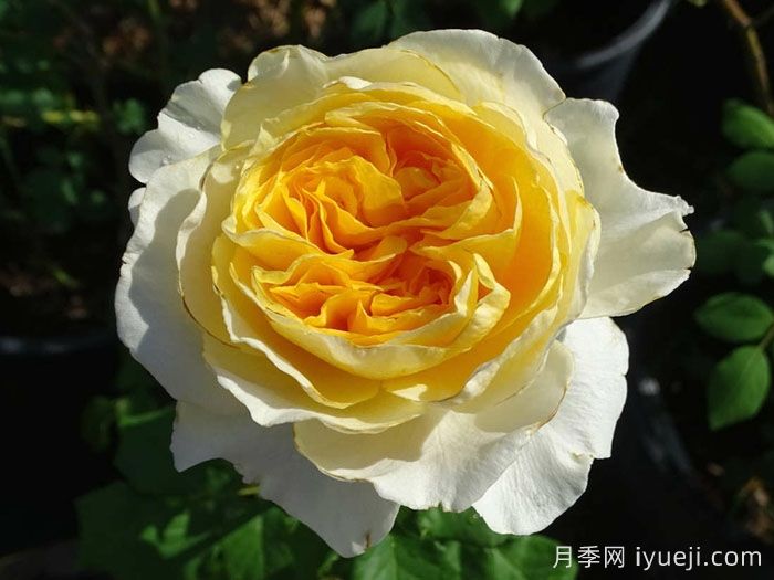 月季花养哪个品种比较好？花友高标准推荐11个(图1)