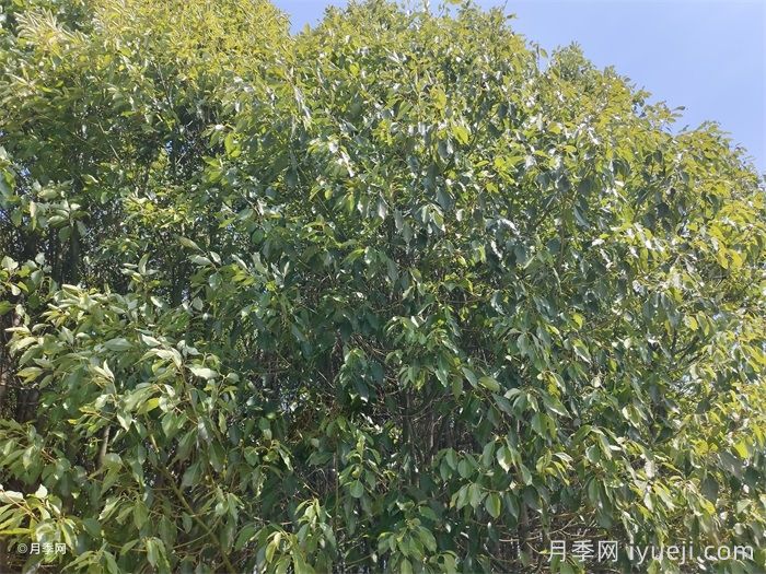 香樟(图2)