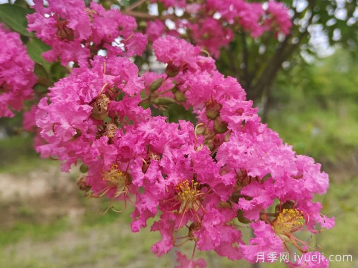 紫薇(图2) 紫薇/百日红(图2)