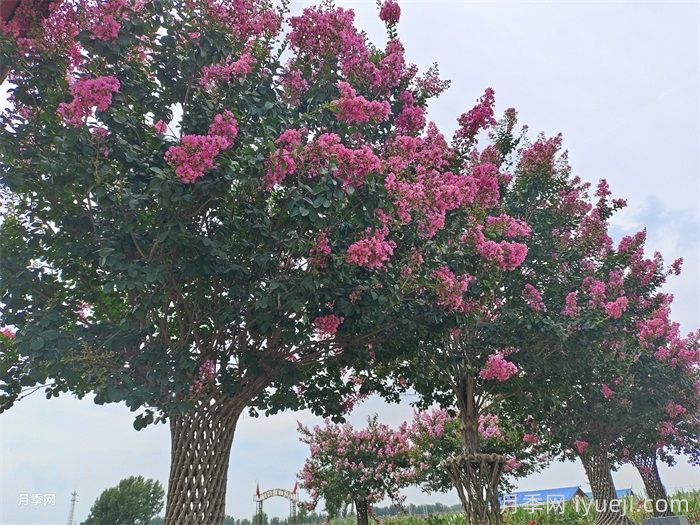 紫薇(图3) 紫薇/百日红(图3)