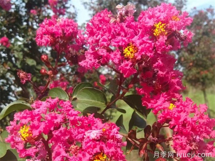 紫薇(图1) 紫薇/百日红(图1)