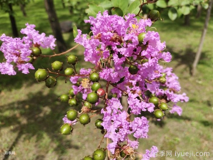 紫薇(图5) 紫薇/百日红(图5)