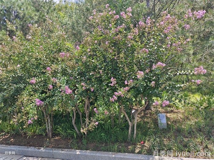 紫薇(图6) 紫薇/百日红(图6)