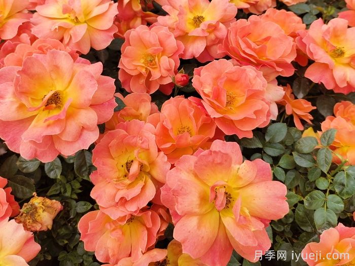 月季科普：月季名称、月季分类和花型香气(图4)