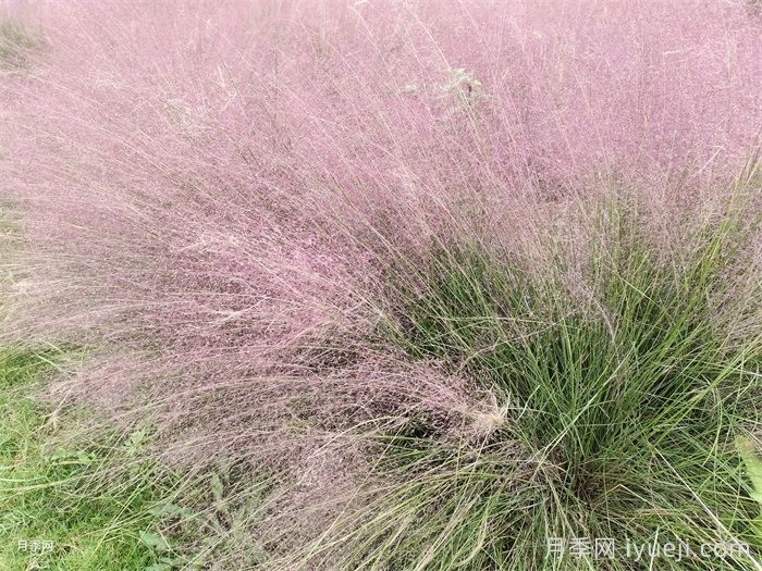 植物科普:粉黛乱子草(图1) 植物科普:粉黛乱子草(图1)