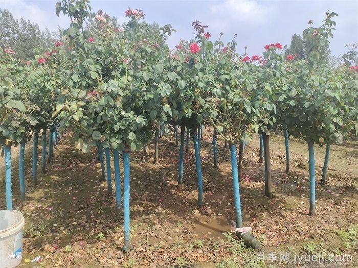 冬季行道树的修剪(图2)