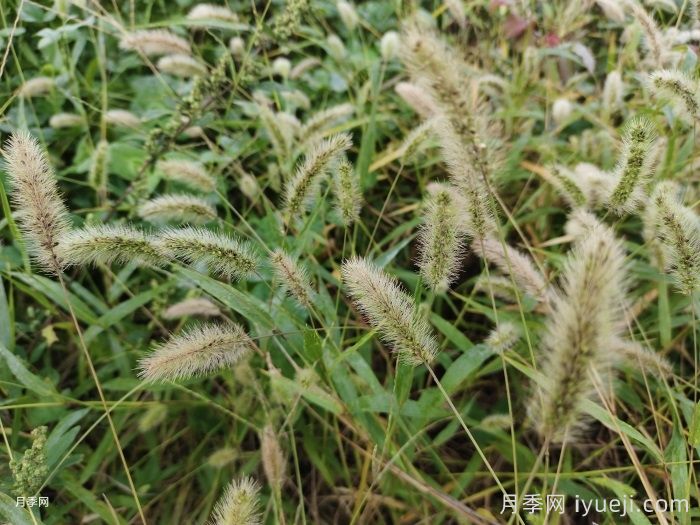狼尾草和狗尾巴草的区别？(图1)