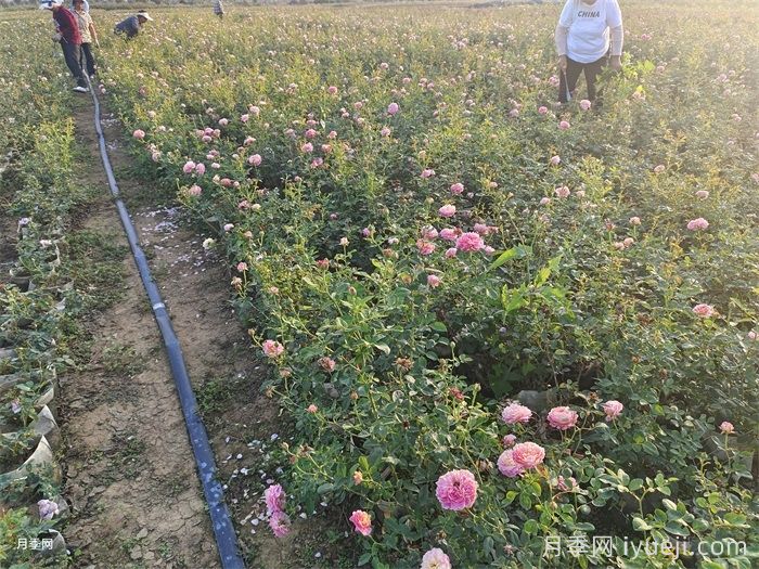 城市园林绿化冻伤症状及应对措施(图1)