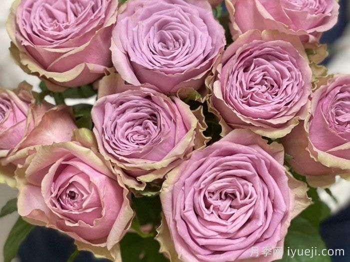 适合阳台党入手的4款月季，花漂亮开不停(图2)