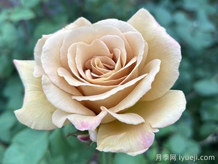 黄油硬糖月季/奶油硬糖Butterscotch(图4)