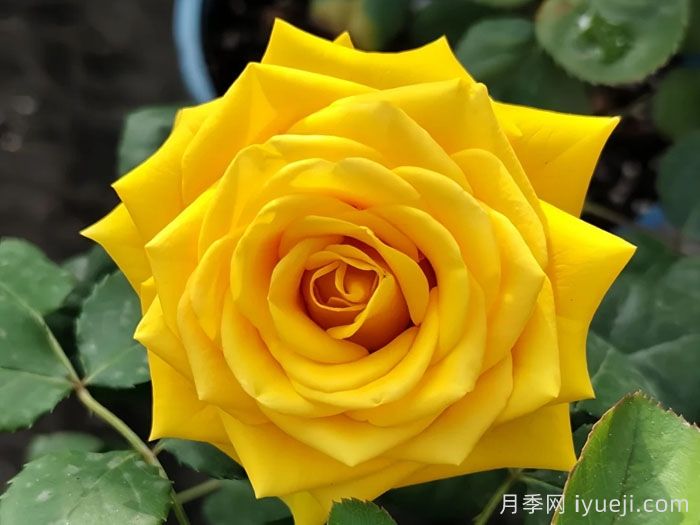 苏格兰黄油月季(图1) 苏格兰黄油月季Butter Scotch(图1)