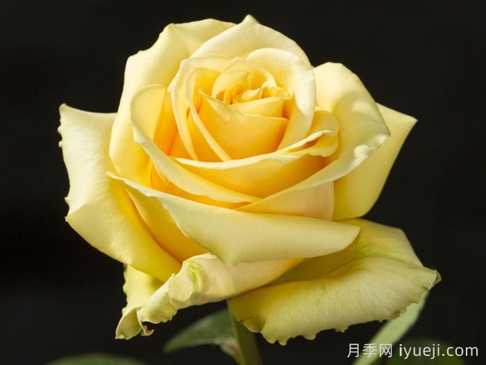 苏格兰黄油月季(图2) 苏格兰黄油月季Butter Scotch(图2)