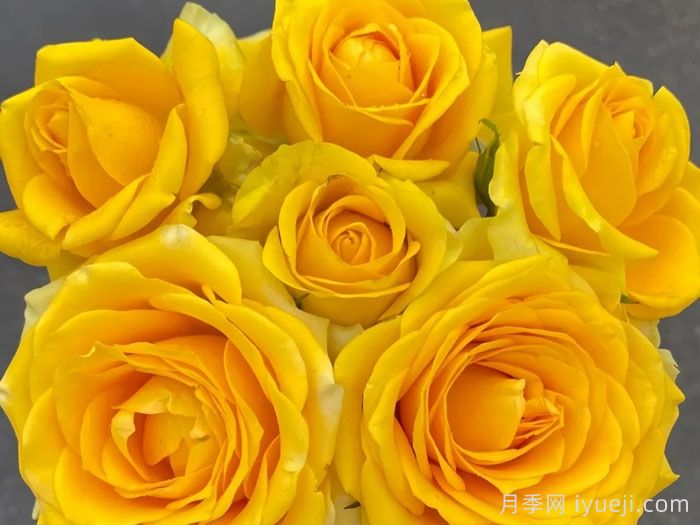 苏格兰黄油月季(图3) 苏格兰黄油月季Butter Scotch(图3)