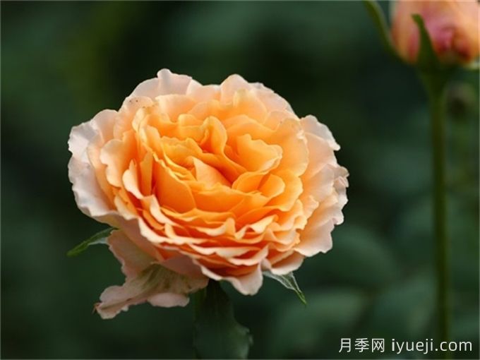 月季育种家：​新西兰弗兰克月季公司(Franko)(图1)